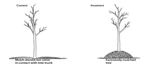 Diagram of proper mulching 