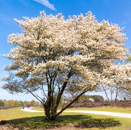 Blooming tree in spring