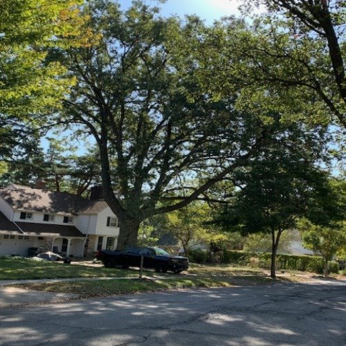 2025 Heritage Tree Award winner