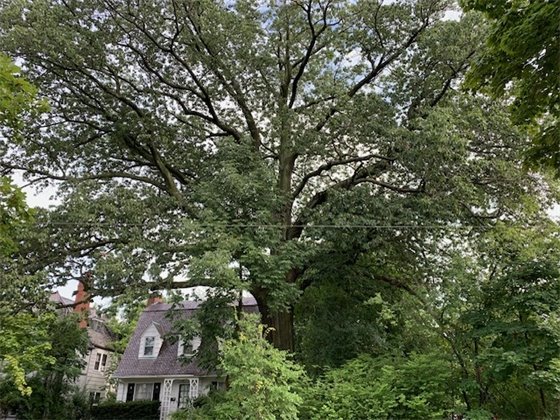 Heritage Tree Award recipient