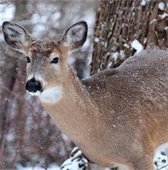 Photo for City's deer management program